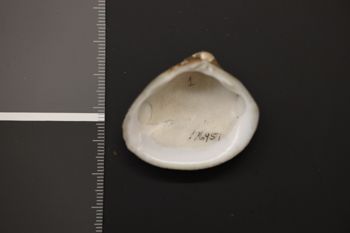 Media type: image;   Malacology 176951 Description: Dry specimen;